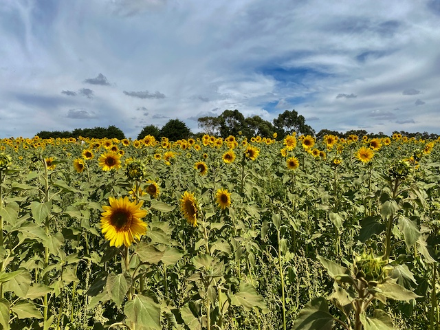 This is Git cheatsheet is as nice as a field of sunflowers